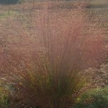 Eragrostis trichodes