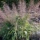 Eragrostis trichodes 'Sumerstrain'