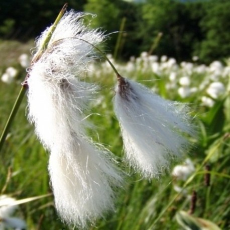 Eriophorum angustifolium