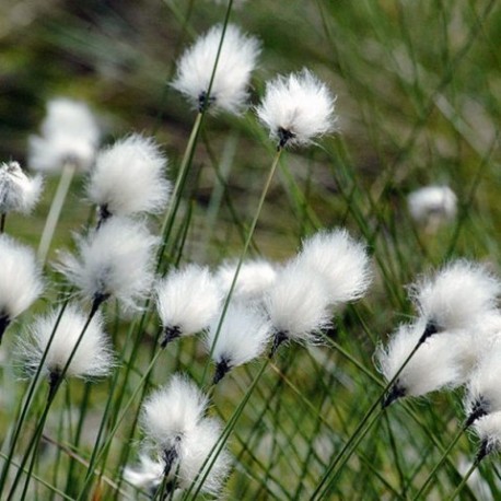 Eriophorum vaginatum