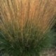 Festuca amethystina 'Orange and blues'