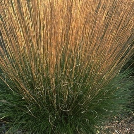 Festuca amethystina 'Orange and blues'