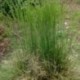 Festuca amethystina 'Superba'