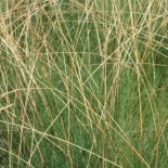 Festuca elegans