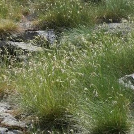 Festuca eskia