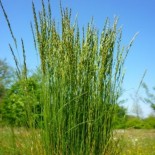 Festuca filiformis