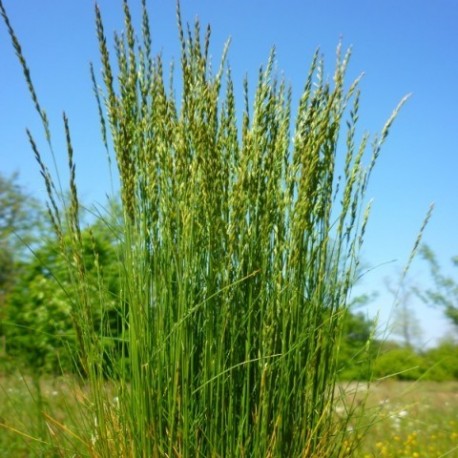 Festuca filiformis