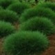 Festuca gauthieri