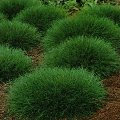 Festuca gauthieri