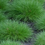 Festuca gauthieri 'Pic Carlit'