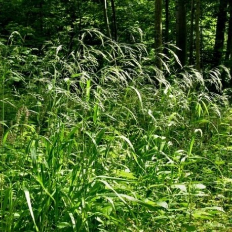 Festuca gigantea