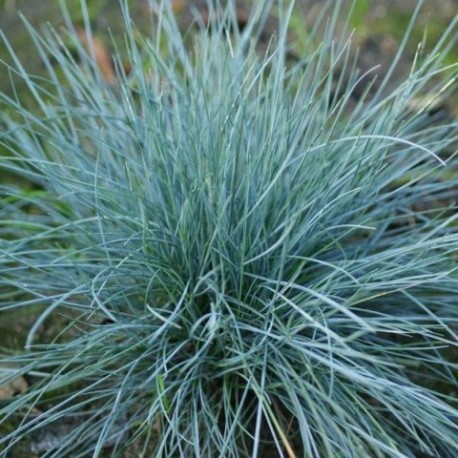 Festuca glauca 'Azurit'