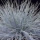 Festuca glauca 'Elijah Blue'