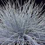 Festuca glauca 'Elijah Blue'