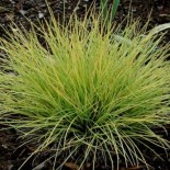 Festuca glauca 'Golden Toupee'