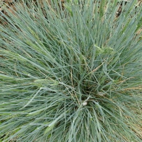 Festuca glauca 'Meerblau'