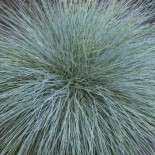 Festuca glauca 'Silbersee'