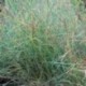 Festuca glauca 'Uchte'