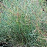 Festuca glauca 'Uchte'