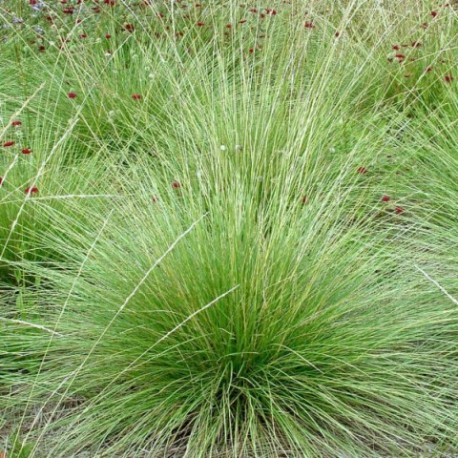 Festuca mairei