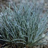 Festuca punctoria