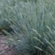 Festuca valesiaca 'Glaucantha'