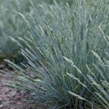 Festuca valesiaca 'Glaucantha'