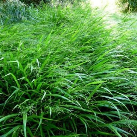 Hakonechloa macra