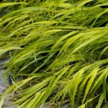 Hakonechloa macra 'All Gold'