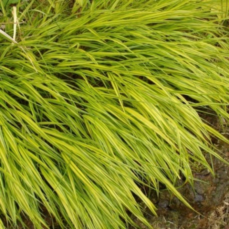 Hakonechloa macra 'Aureola'