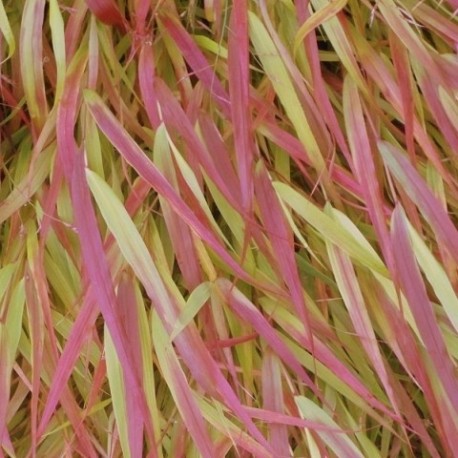 Hakonechloa macra 'Nicolas'