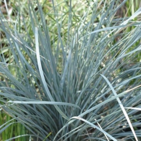 Helictotrichon sempervirens 'Saphirsprudel'