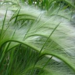 Hordeum jubatum