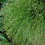 Isolepis cernua  - (cypéracées)