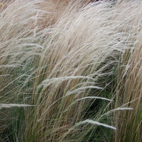 Jarava  ichu (Stipa ichu) - (Poacées)