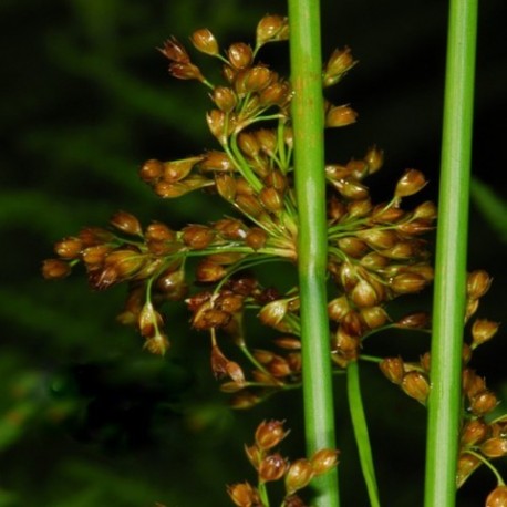 Juncus effusus - (Joncacées)