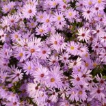 Aster cordifolius 'Little Carlow'