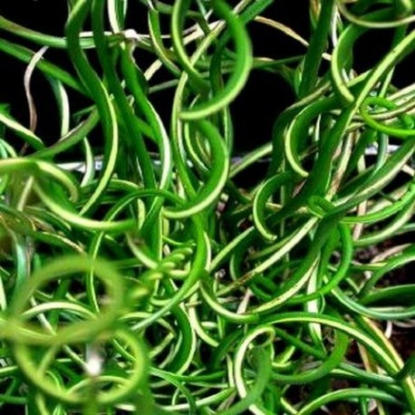 Juncus effusus 'Frenzy'