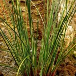 Juncus effusus 'Gold Strike'