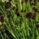 Juncus ensifolius