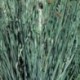 Juncus patens 'Carman's Grey'