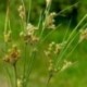 Juncus tenuis