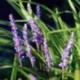 Liriope muscari - (Asparagacées)