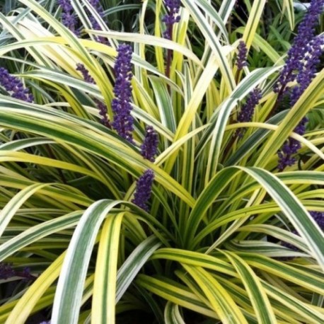 Liriope muscari 'Gold Lace'