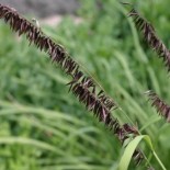 Melica altissima 'Atropurpurea'