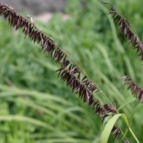 Melica altissima 'Atropurpurea'