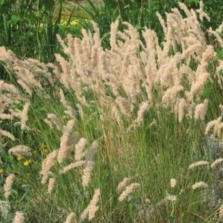 Melica transylvanica (syn : M. ciliata var.transylvanica)