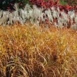 Miscanthus floridulus