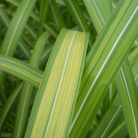 Miscanthus floridulus 'Jubilaris'