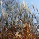 Miscanthus giganteus